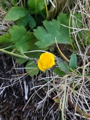 Ranunculus
