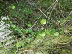 Centella eriantha