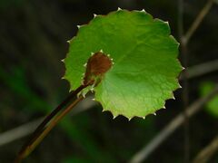 Centella eriantha