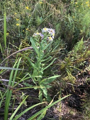 Symphyotrichum elliottii