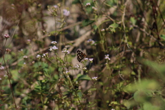Anthanassa texana texana