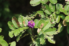 Lonchocarpus