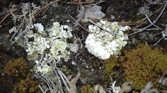 Squamarina cartilaginea