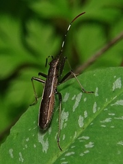 Micrelytra fossularum