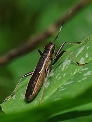 Micrelytra fossularum