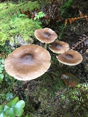 Pluteus exilis