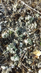 Squamarina cartilaginea