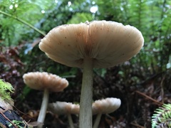 Pluteus exilis