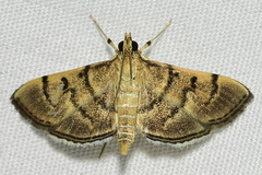 Omiodes indicata