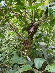 Warszewiczia coccinea