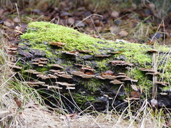 Trametes ochracea