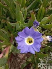 Nolana paradoxa