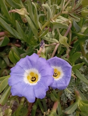 Nolana paradoxa
