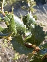 Quercus durata