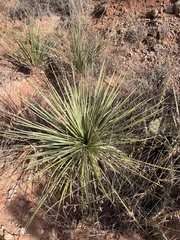 Yucca campestris