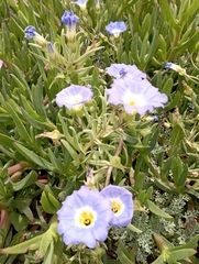 Nolana paradoxa