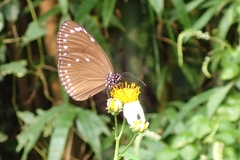 Euploea tulliolus koxinga