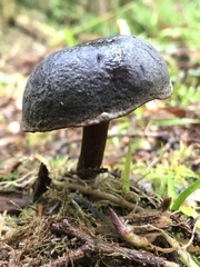 Xerocomellus zelleri