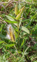 Asclepias viridis