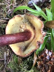 Xerocomellus zelleri