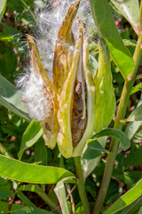 Asclepias viridis