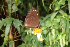 Euploea tulliolus koxinga