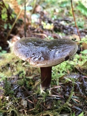 Xerocomellus zelleri