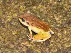 Pristimantis zeuctotylus