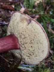 Xerocomellus zelleri