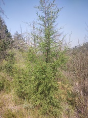 Cupressus lusitanica