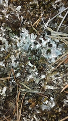 Peltigera rufescens