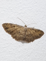 Geometridae