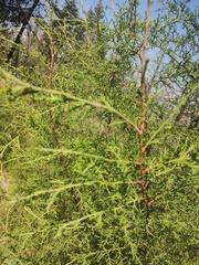 Cupressus lusitanica