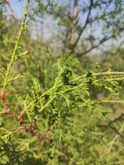 Cupressus lusitanica