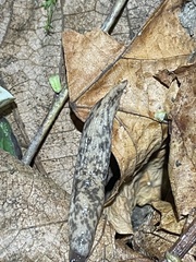 Deroceras reticulatum