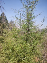 Cupressus lusitanica
