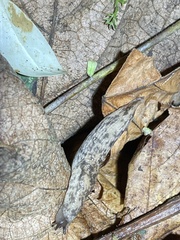 Deroceras reticulatum