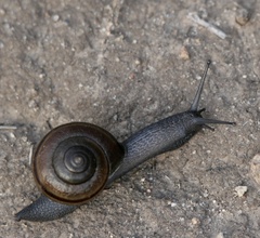 Helminthoglypta tudiculata