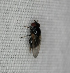 Lonchaea