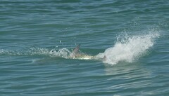 Megalops atlanticus