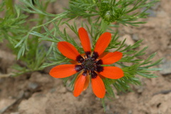 Adonis aestivalis