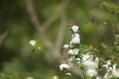 Spiraea cantoniensis