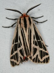 Apantesis phyllira