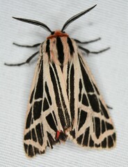 Apantesis phyllira