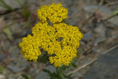 Achillea