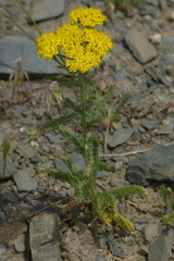 Achillea