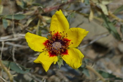 Rosa persica