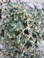 Guilleminea densa