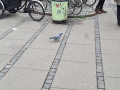 Columba livia domestica
