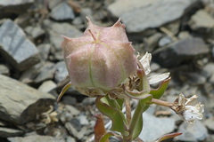 Fritillaria gibbosa